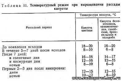Боится ли капуста заморозков осенью и весной: минимально допустимые значения температуры - onwomen.ru