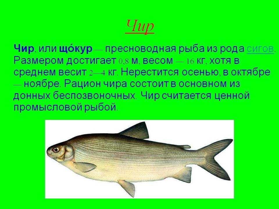 Для многих жителей нашей страны рыба чир щокур является деликатесом Водится она не во всех водах России, поэтому многие не знают, как приготовить эту