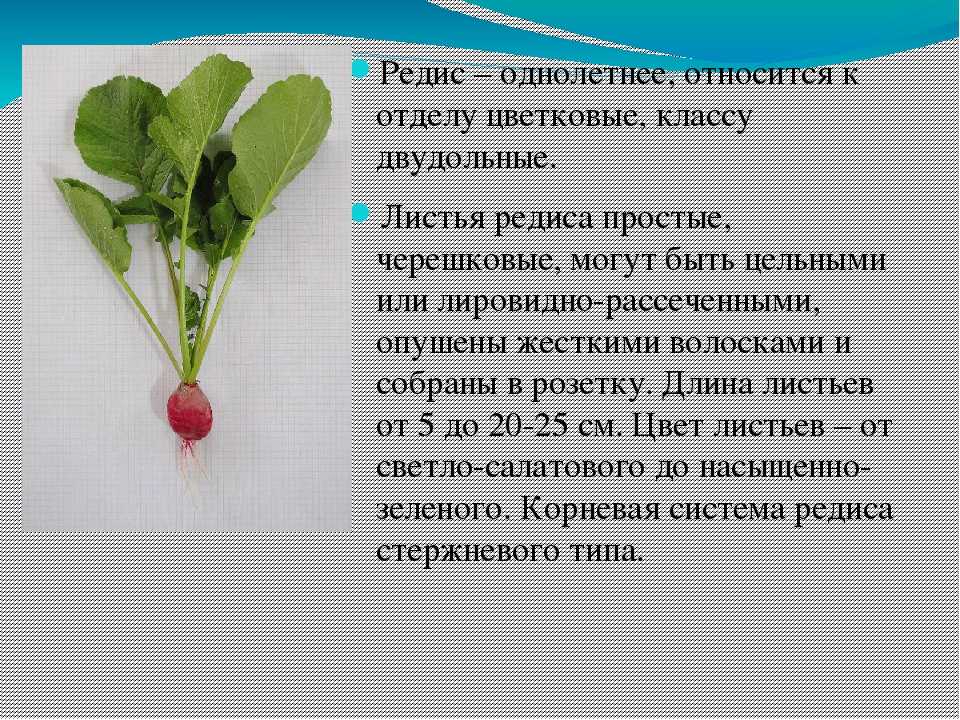 Редиска: польза и вред для здоровья женщины и мужчины