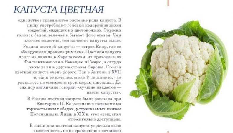 Как вырастить цветную капусту через рассаду и семенами в грунте