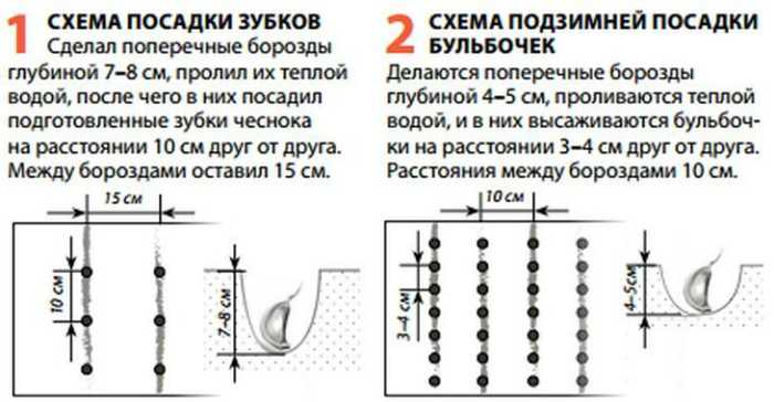 Выращивание чеснока в открытом грунте проверенными способами