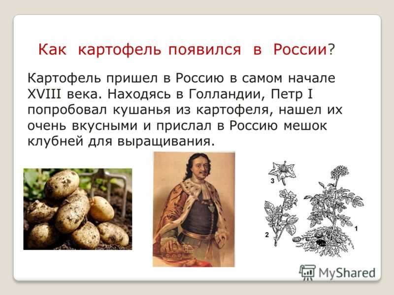 История картофеля в европе и россии как это было