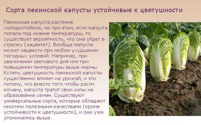 Как выращивать пекинскую капусту на даче - советы и секреты