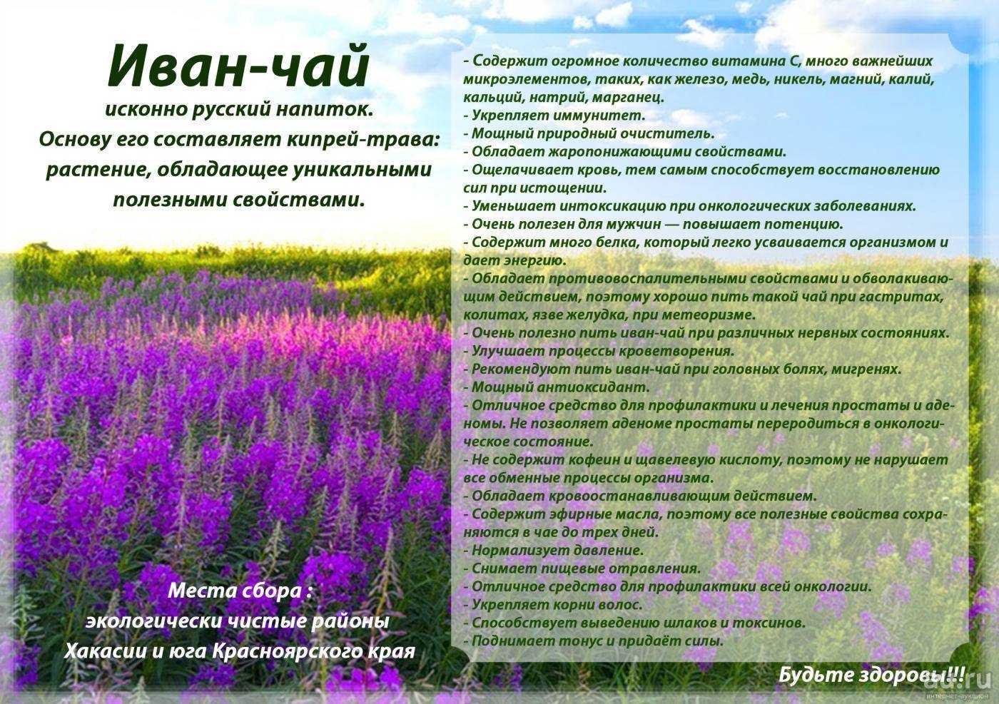 Иван-чай при беременности — исконно русская трава, которая оказывает оздоровительный эффект Чем полезно лекарственное растение и когда оно противопоказано