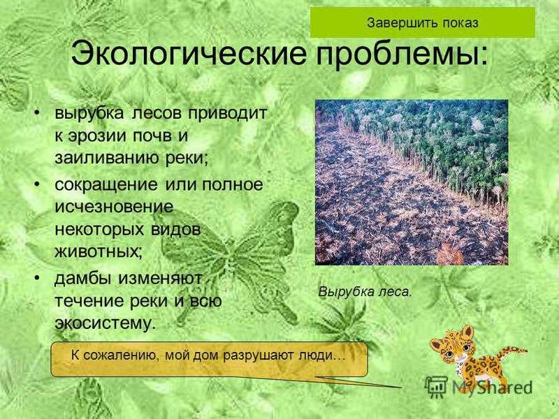 Обезлесение — глобальная экологическая проблема
