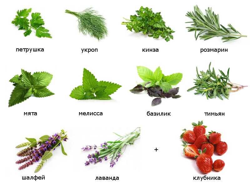 Орегано: что это такое, с чем едят и чем можно заменить?