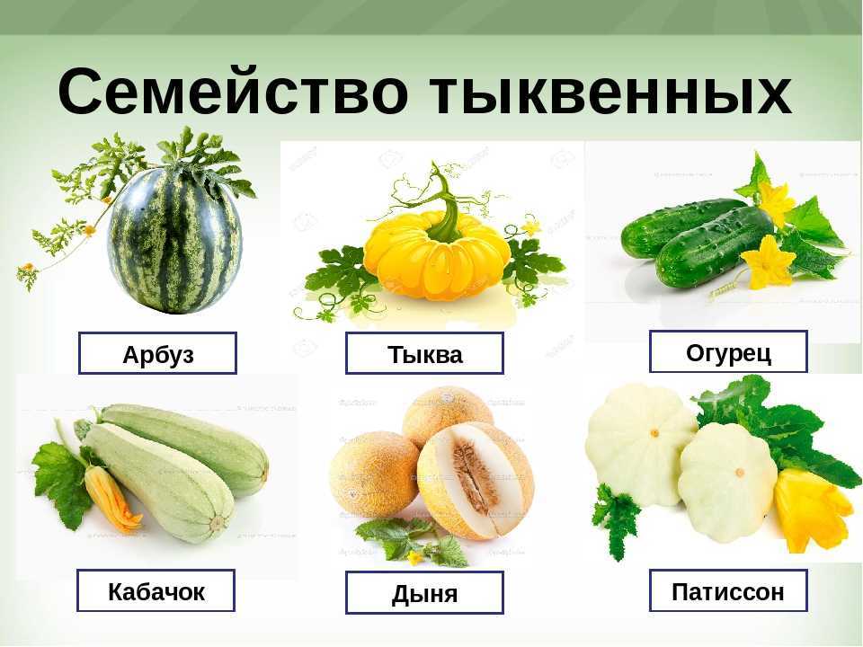 Кормление кур-несушек, как давать комбикорм и в каком виде, заваривать или нет, можно ли сухой