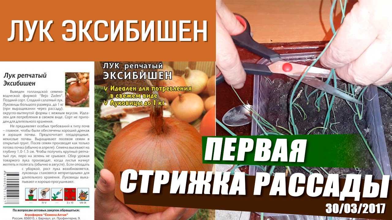 Лук эксибишен выращивание из семян когда сажать на рассаду, грунт