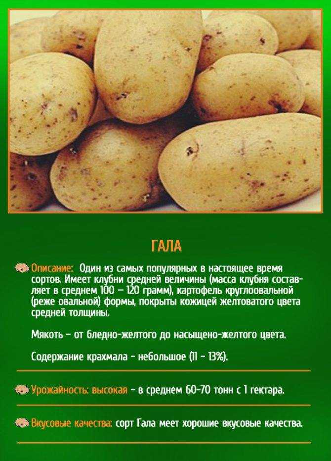 Лучшие сорта картофеля: самые урожайные, вкусные и другие виды картошки