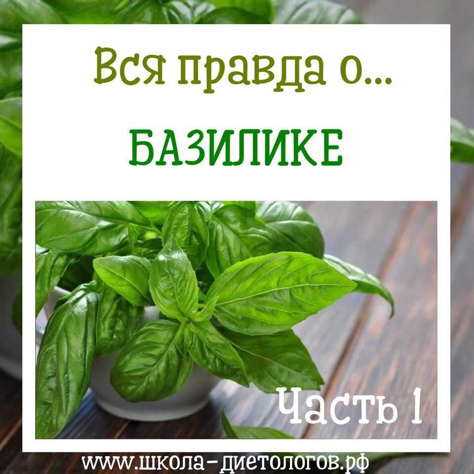 Когда собирать и как правильно сушить базилик в домашних условиях