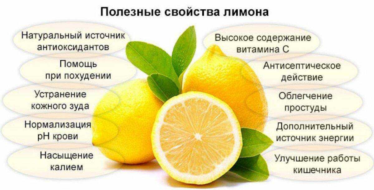 Лимон: полезные свойства и состав | food and health