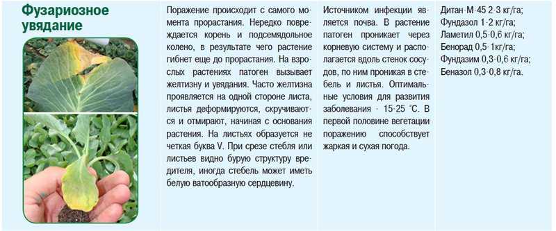 Болезни капусты: признаки, профилактика заболеваний