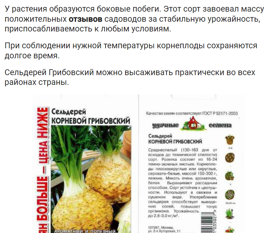 Как вырастить сельдерей черешковый: выращивание и уход, особенности посева семян и видео как правильно сажать рассаду в открытый грунт
