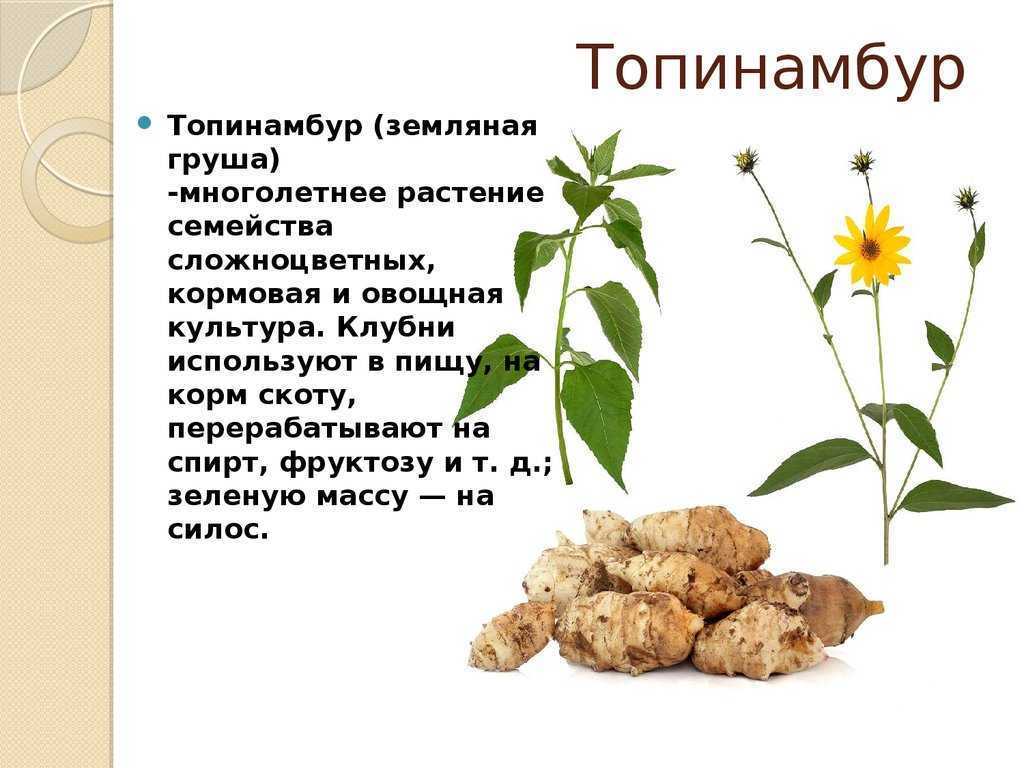 Сок топинамбура