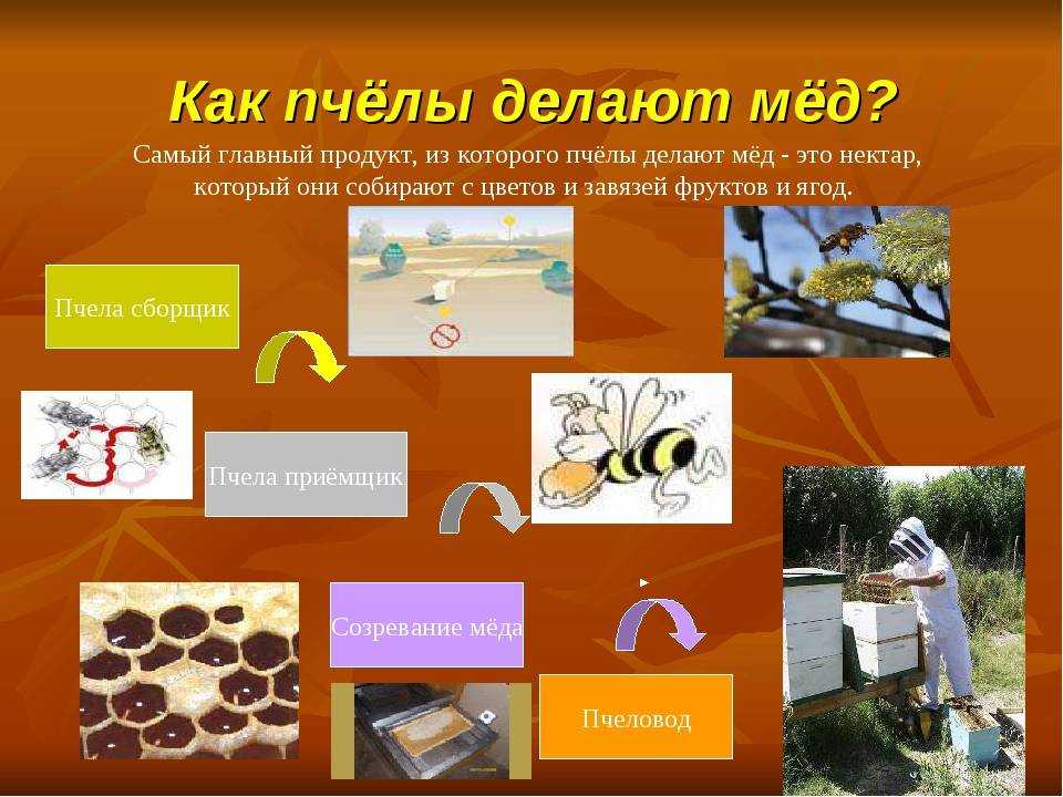 Как пчёлы делают мёд • imorganic